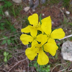 Calylophus