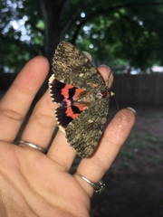Catocala umbrosa