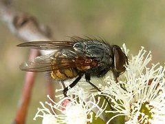 Calliphora stygia