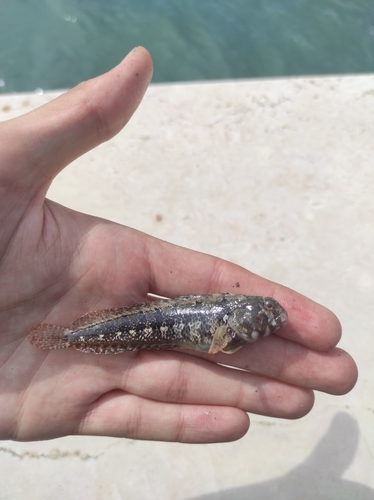 Tentacled blenny (Parablennius tentacularis) — Blenniidae — 3