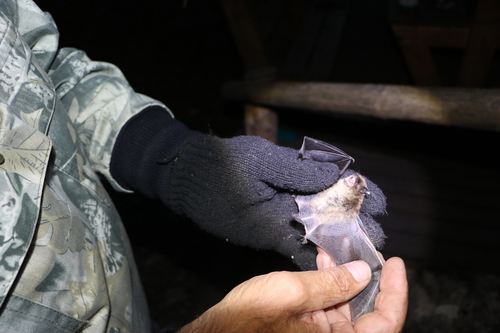 Brandt's Myotis