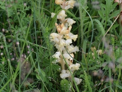 Orobanche caryophyllacea