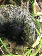 Daldinia concentrica