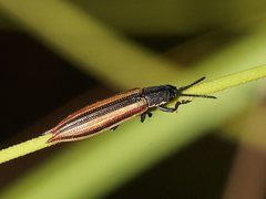 Eurispa vittata