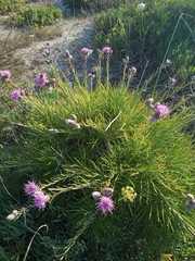 Ptilostemon chamaepeuce