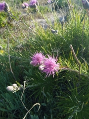 Ptilostemon chamaepeuce