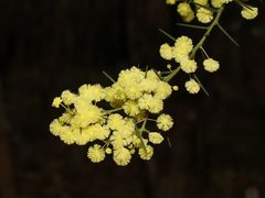 Acacia genistifolia