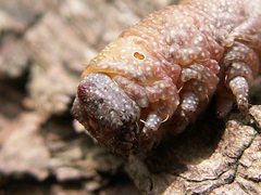 Pholodes sinistraria