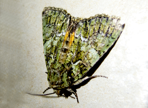 Guernsey Underwing, Център, Болгария , photo 5 of 10
