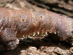 Pholodes sinistraria