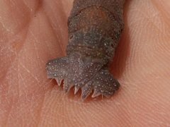 Pholodes sinistraria