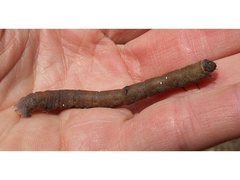 Pholodes sinistraria