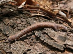 Pholodes sinistraria