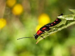 Carphurus cyanopterus