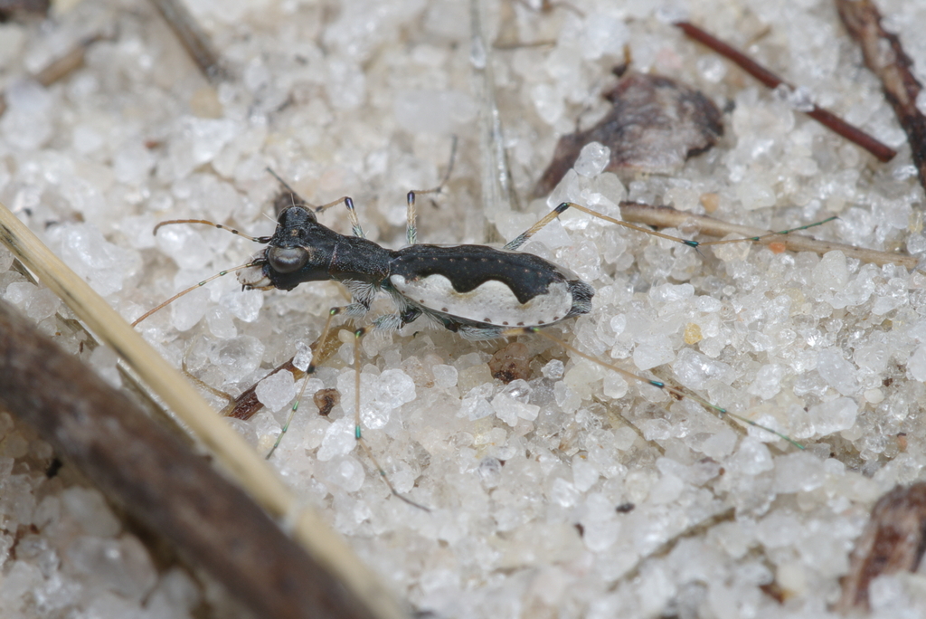 Macfarlandia arachnoides