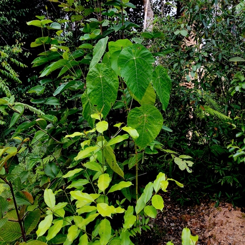 Macaranga winkleri observed 2023-08-21