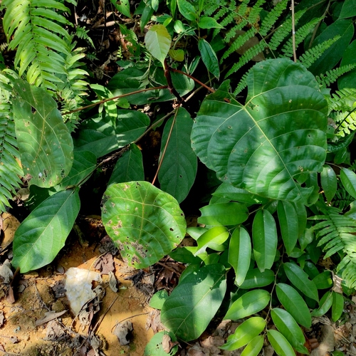 Macaranga winkleri observed 2023-08-21