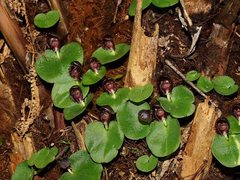 Corybas grumulus