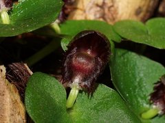 Corybas grumulus