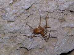 Atachycines