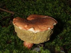 Austroboletus