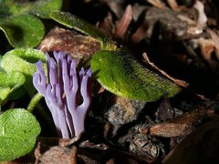 Ramariopsis pulchella