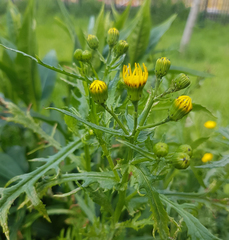 Senecio squalidus