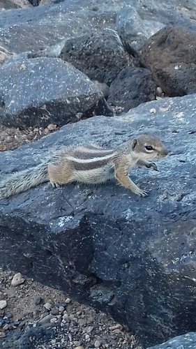 Barbary Ground Squirrel, photo 7 of 10
