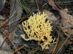 Ramaria watlingii