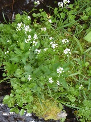 Cardamine breweri