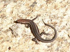 Trunk-Climbing Cool-Skink photo 2