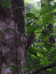Gonocephalus bornensis