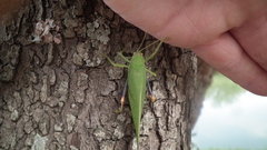 Zabalius ophthalmicus