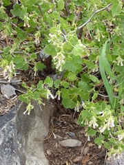 Ribes cereum cereum