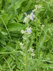 Polemonium occidentale