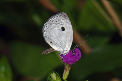 Neopithecops zalmora