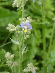 Polemonium occidentale