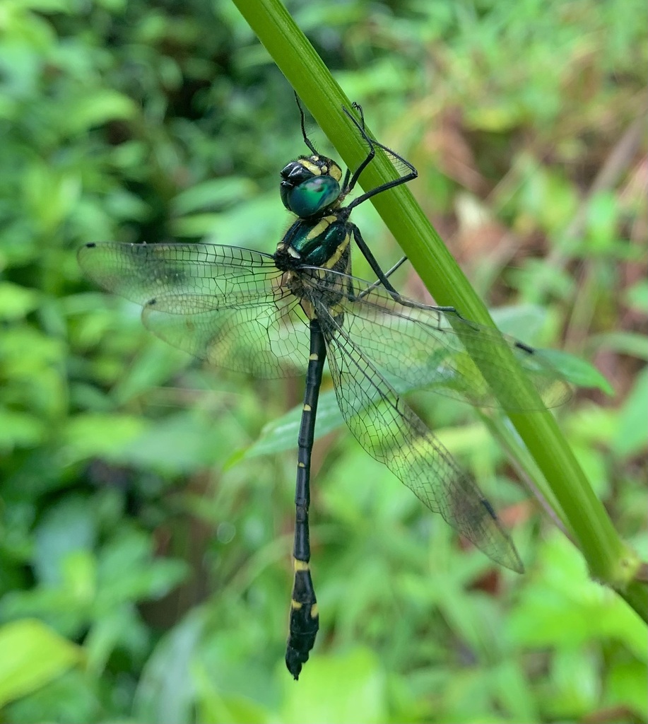Macromia miniata