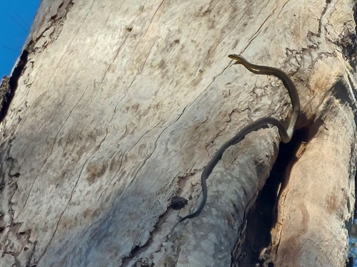 Common Tree Snake sighting