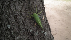 Zabalius ophthalmicus