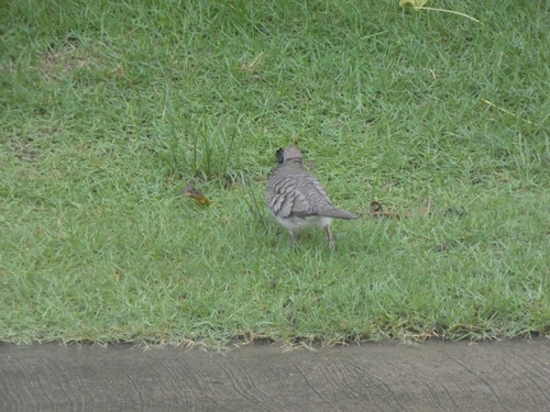 Zebra Dove
