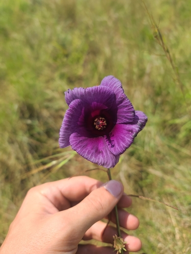 Image of Hibiscus cannabinus by no rights reserved
