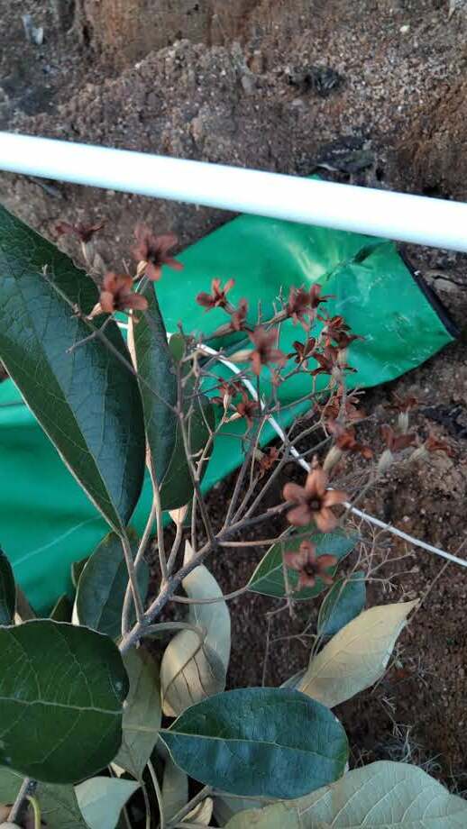 Cordia trichotoma