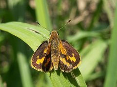 Ocybadistes walkeri sothis