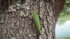 Zabalius ophthalmicus