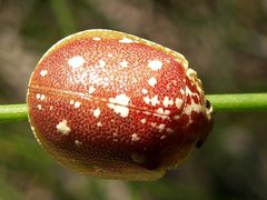 Paropsis marmorea