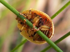 Paropsis marmorea