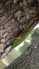 Zabalius ophthalmicus