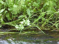 Cardamine breweri