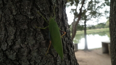 Zabalius ophthalmicus